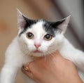White with black kitten in hands Royalty Free Stock Photo