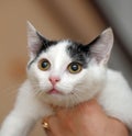 White with black kitten in hands Royalty Free Stock Photo