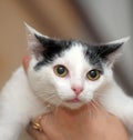 White with black kitten in hands Royalty Free Stock Photo