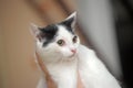 White with black kitten in hands Royalty Free Stock Photo