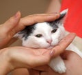 White with black kitten in hands Royalty Free Stock Photo
