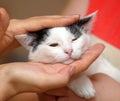 White with black kitten in hands Royalty Free Stock Photo