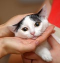 White with black kitten in hands Royalty Free Stock Photo