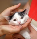 White with black kitten in hands Royalty Free Stock Photo