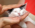 White with black kitten in hands Royalty Free Stock Photo