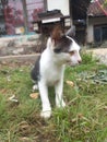 White and black kitten with long tail