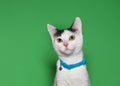 White and black kitten wearing a bright blue collar with bell Royalty Free Stock Photo