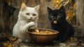 White and black kittens eating from a bowl in an autumn setting. Royalty Free Stock Photo
