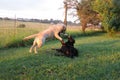 White and Black Labrador Dogs in garden Royalty Free Stock Photo