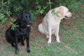 White and Black Labrador Canine pets in Garden Royalty Free Stock Photo