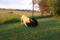 White and Black Labrador Dogs in garden Royalty Free Stock Photo