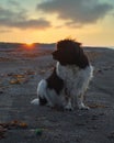 White and black Landseer Newfoundland dog sitting on beach at sunset Royalty Free Stock Photo