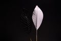 White and black leaves on a dark grey background. Royalty Free Stock Photo