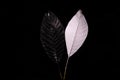 White and black leaves on a dark grey background. Royalty Free Stock Photo