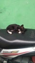 A WHITE BLACK LITTLE KITTEN ASLEEP