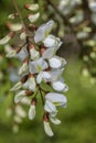 White black locust flowers Royalty Free Stock Photo