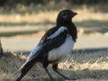 White and black magpie wild distrustful elusive bird