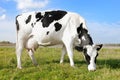 White black milch cow on green grass pasture Royalty Free Stock Photo