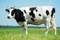 White black milch cow on green grass pasture