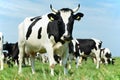 White black milch cow on green grass pasture