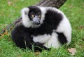 White and black monkey Royalty Free Stock Photo