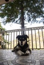 white and black mountain dog relaxing in the balcony Royalty Free Stock Photo