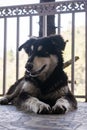 white and black mountain dog relaxing in the balcony Royalty Free Stock Photo