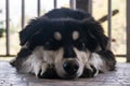 white and black mountain dog relaxing in the balcony Royalty Free Stock Photo