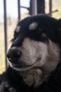 white and black mountain dog relaxing in the balcony Royalty Free Stock Photo