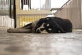 white and black mountain dog relaxing in the balcony Royalty Free Stock Photo