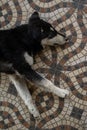 white and black mountain dog relaxing in the balcony Royalty Free Stock Photo