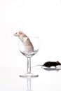 White and black mouse Royalty Free Stock Photo