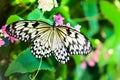 White and black Nimph butterfly on flowers Royalty Free Stock Photo