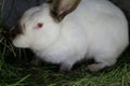 White with black nose rabbit in a cage on the farm. Royalty Free Stock Photo