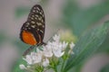 white and black orange butterfly alone on a white flower Royalty Free Stock Photo