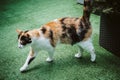 White, black and orange cat walking - side view Royalty Free Stock Photo