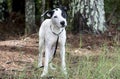 White and black patches mixed breed mutt dog pet adoption photo Royalty Free Stock Photo