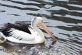 White and black pelican swimming in the lake