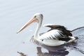 White and black pelican swimming in the lake