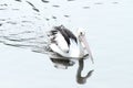 White and black pelican swimming in the lake