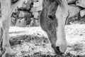 White and Black photo of horse grazing. Royalty Free Stock Photo