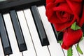 White and black piano keys and red rose flower Royalty Free Stock Photo