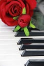 White black piano keys and red a rose Royalty Free Stock Photo