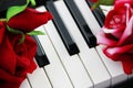 White black piano keys and red a rose Royalty Free Stock Photo