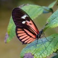 White, black, pink, red piano key longwing butterfly on a green leaf Royalty Free Stock Photo