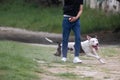 White and Black Pit bull Dog Playing and Running with his Owner Outside Royalty Free Stock Photo