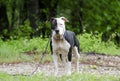 White and Black Pitbull dog with blue eye, pet rescue adoption photography Royalty Free Stock Photo