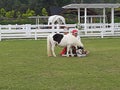 White and black pony horse in a cattle. pony with girl in farm.