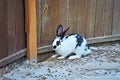 Rabbit in farm corral Royalty Free Stock Photo