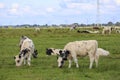 White, black and red Holstein Frysian cow on a meadow Royalty Free Stock Photo